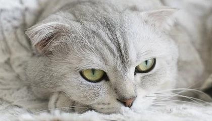 星空在线-贝尔重返热刺 苏宁问鼎中超 我们都有光明的前途